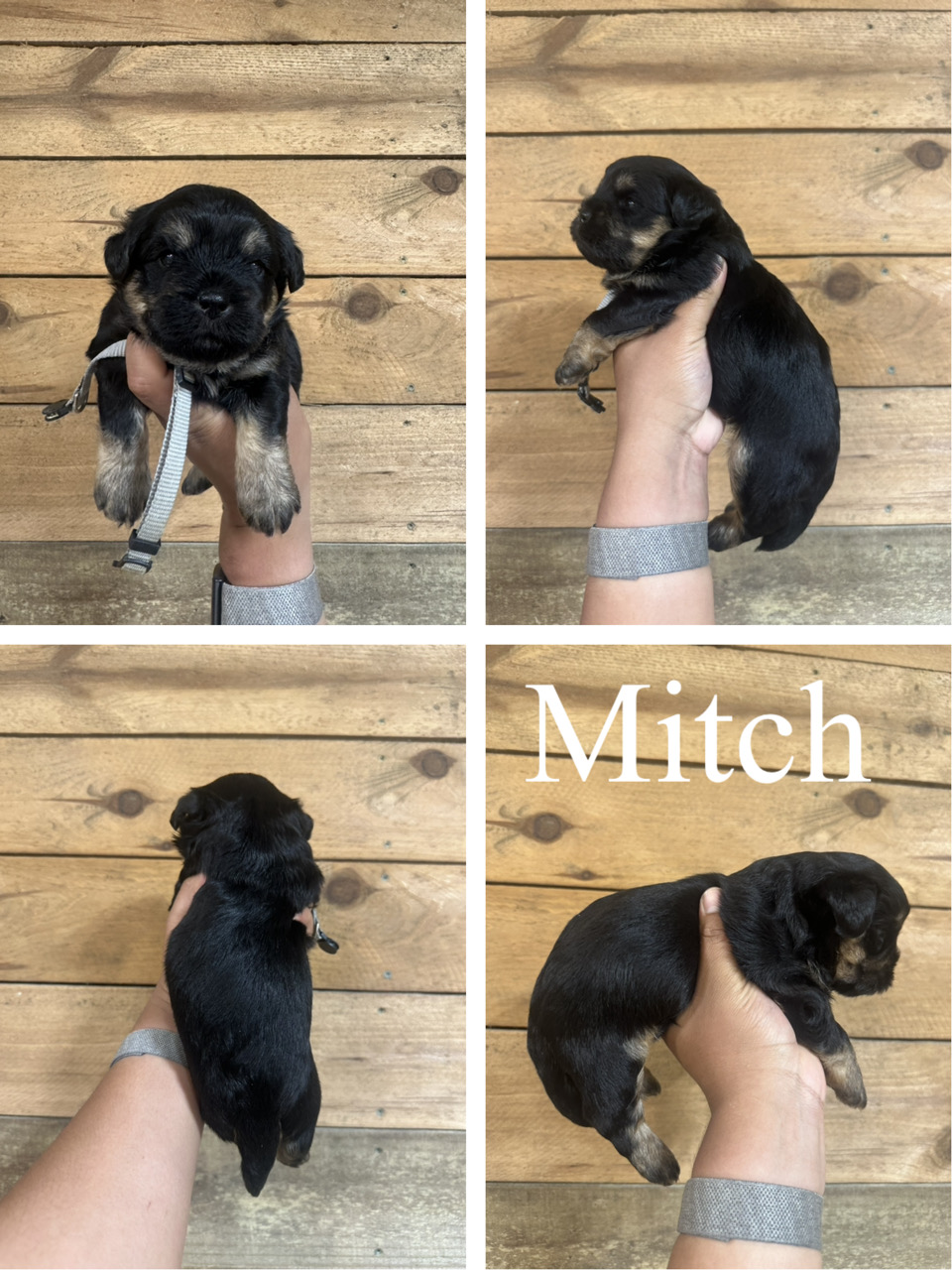 Mitch 1